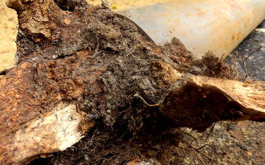 Septic Backup Causes – Little’s